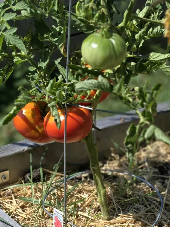 481055364 646003498078275 7656626909408510378 n